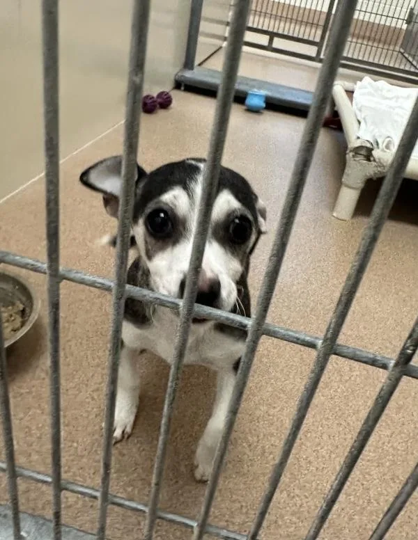 A baby small-sized female Chihuahua dog named Marla for adoption in Santa Rosa, CA