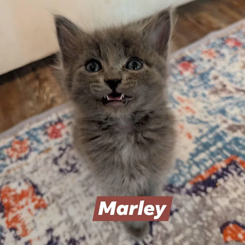 A baby small-sized male Russian Blue cat named Marley for adoption in Mabank, TX