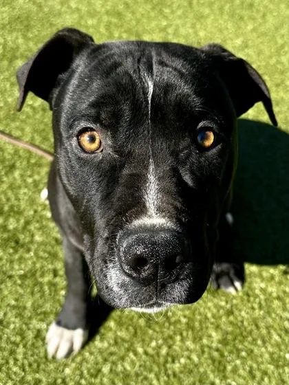 Goliath Beetle thumbnail 3