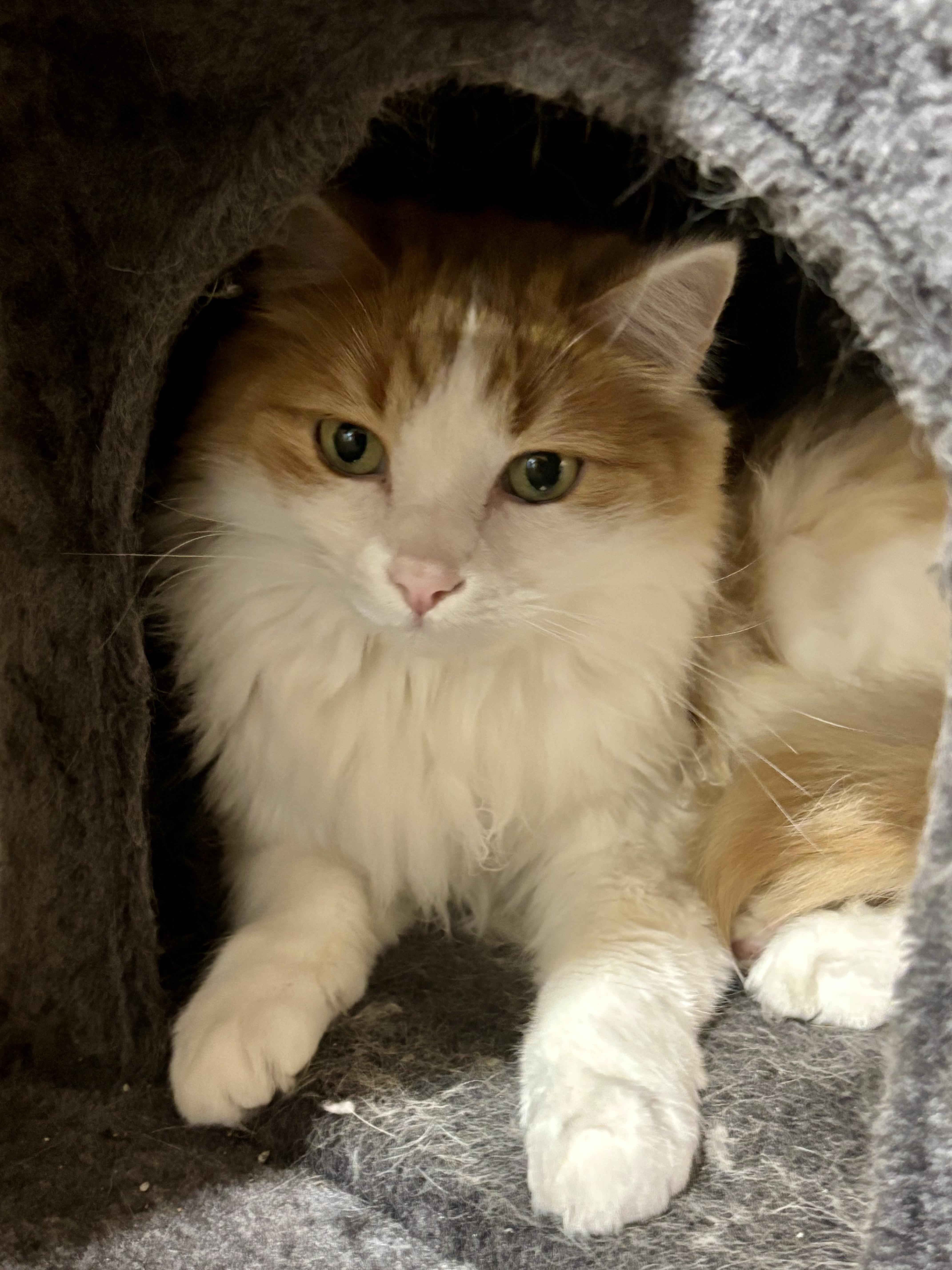 Ginger thumbnail 2