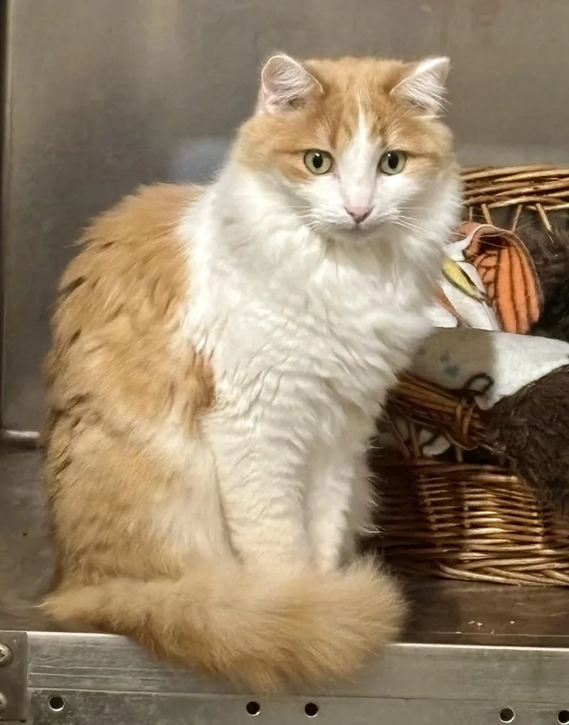 Ginger