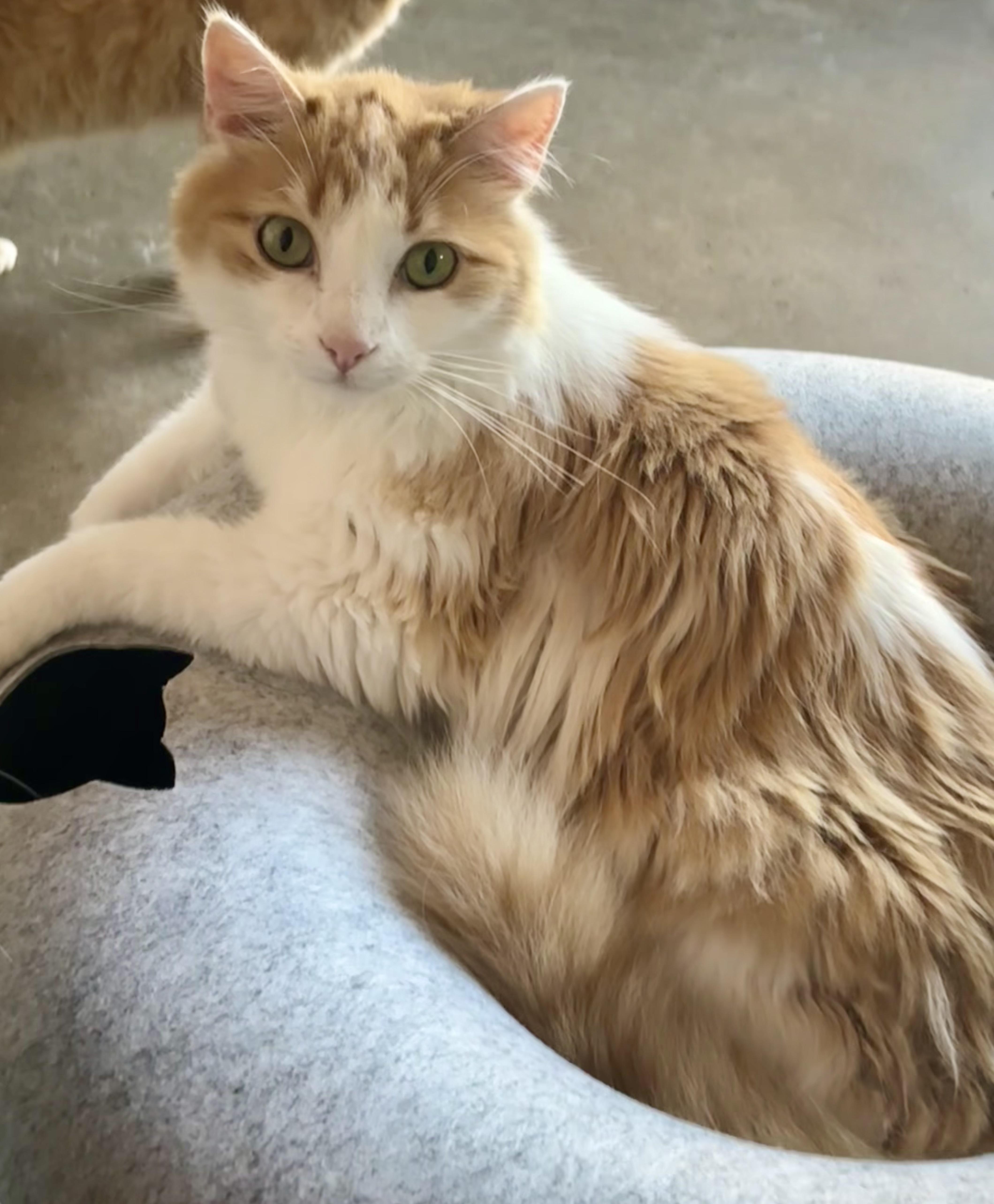 Ginger thumbnail 3