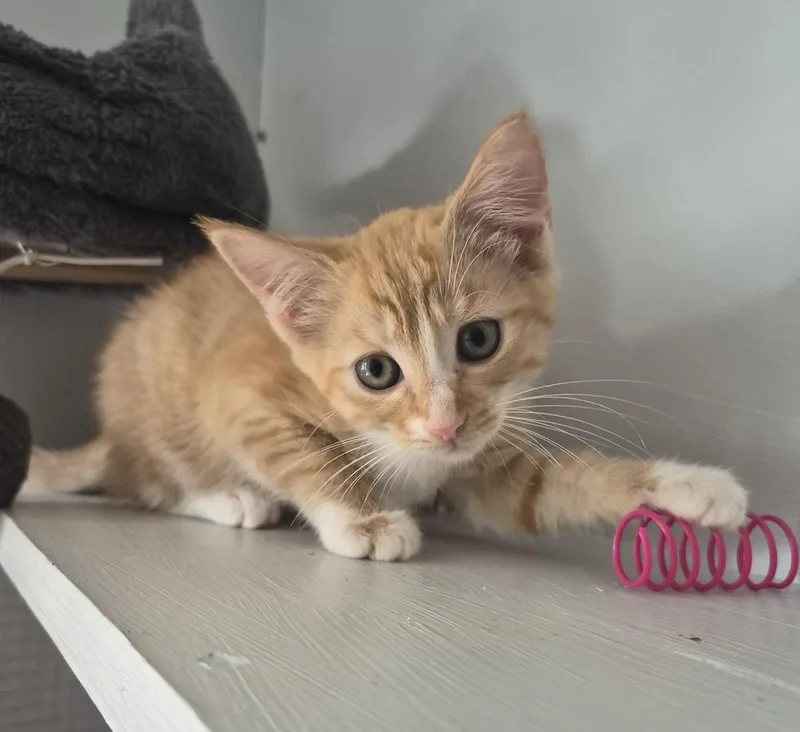 A baby small-sized male Orange & White Domestic Short Hair cat named Sunkist for adoption in Salisbury, NC