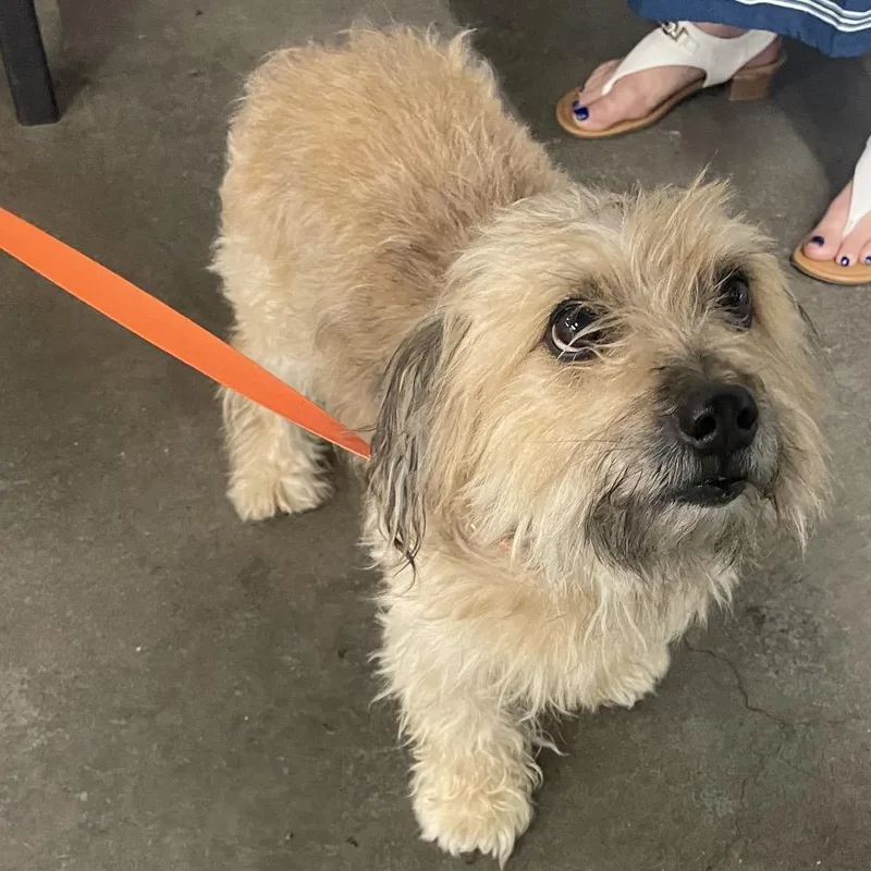 An adult small-sized male Golden Yorkshire Terrier dog named Maylon for adoption in Tampa, FL