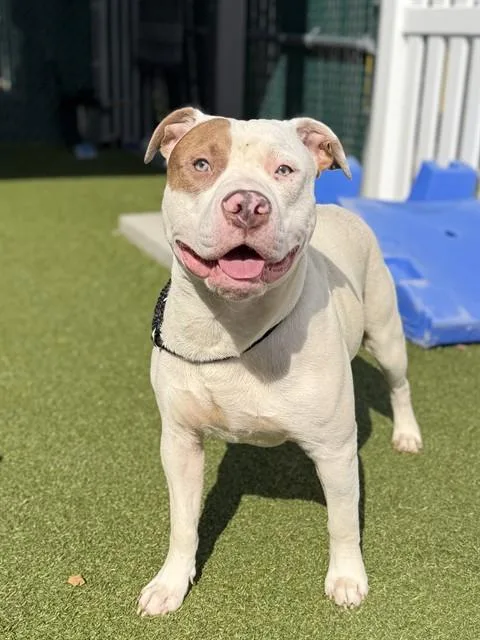 An adult large-sized male Terrier dog named Wave for adoption in Olivette, MO