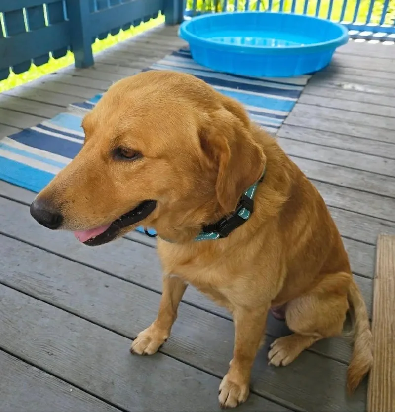 An adult medium-sized male Golden Retriever dog named Otis for adoption in Wantagh, NY