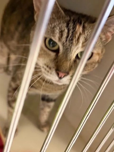 A young medium-sized female Domestic Short Hair cat named Candy for adoption in Windsor, CT