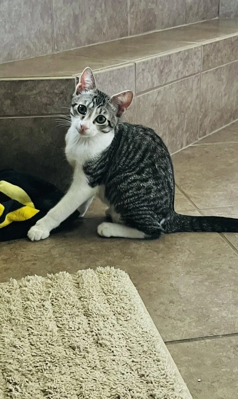 A baby small-sized female White Domestic Short Hair cat named Caspian for adoption in Orlando, FL