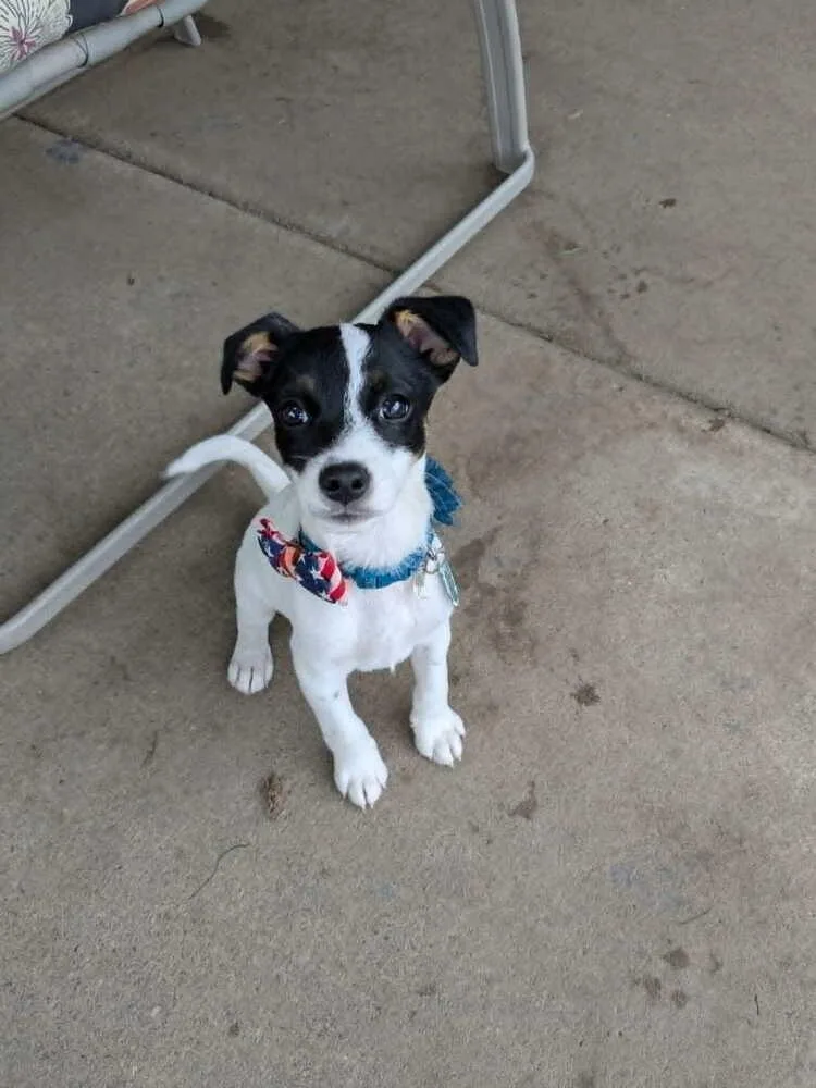 A baby medium-sized male Australian Shepherd dog named Carrot for adoption in Amherst, NY