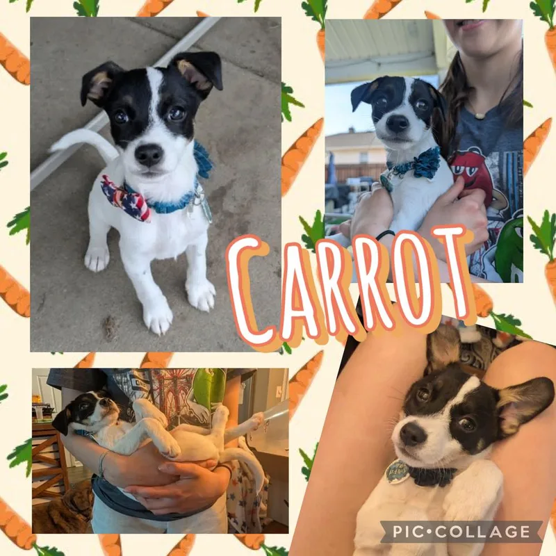 Carrot thumbnail 5