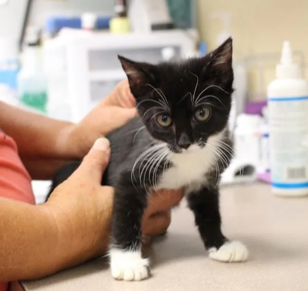 An adult small-sized female Domestic Short Hair cat named Betty for adoption in Salisbury, MD