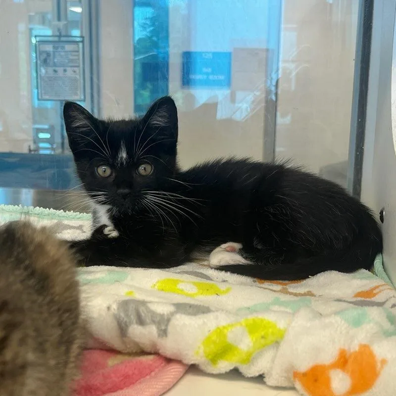 A baby small-sized male Black Domestic Short Hair cat named Bolt for adoption in Manassas, VA