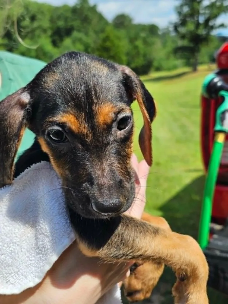 A baby large-sized female Tricolor (Brown, Black, & White) Treeing Walker Coonhound dog named Sandy for adoption in Clinton, WI