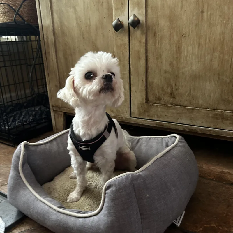 An adult small-sized male White / Cream Maltese dog named Romeo for adoption in Maitland, FL