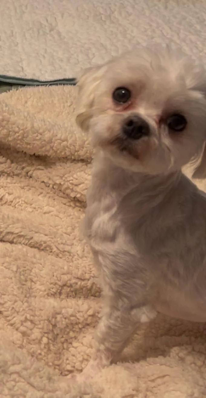 Romeo thumbnail 2