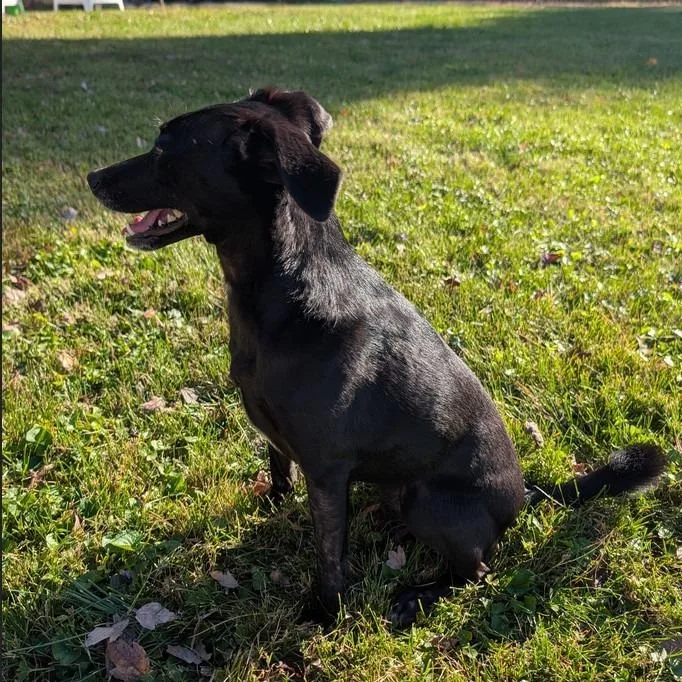 An adult small-sized female Whippet dog named Autumn for adoption in Fairfax, VA