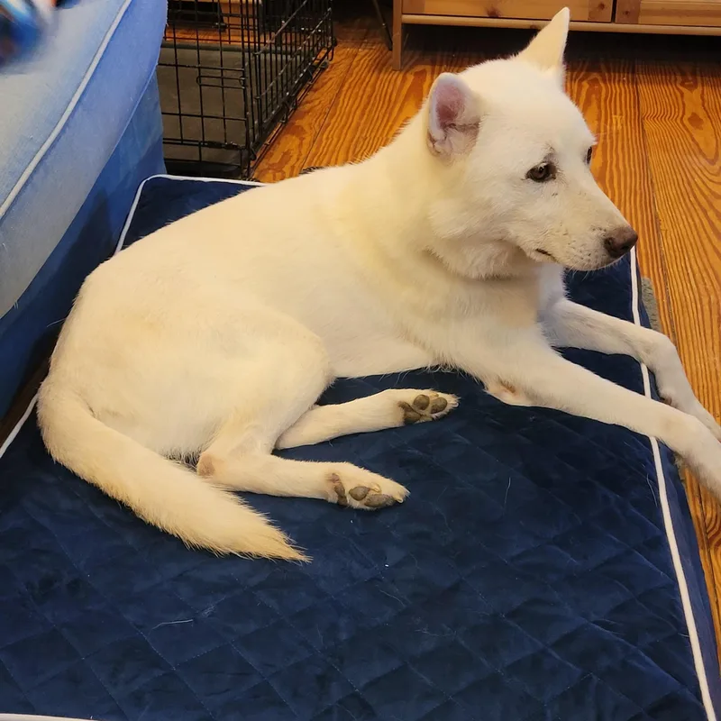 An adult medium-sized male White / Cream Jindo dog named Prince for adoption in Duluth, GA
