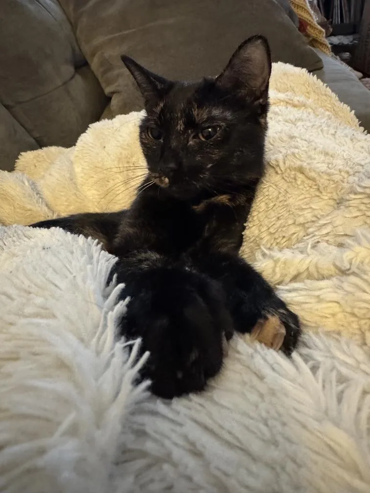 Macaroni thumbnail 2