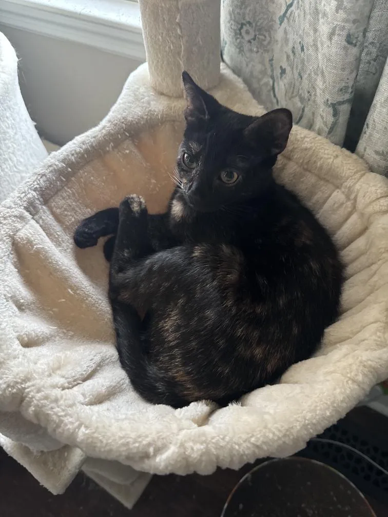 Macaroni thumbnail 3