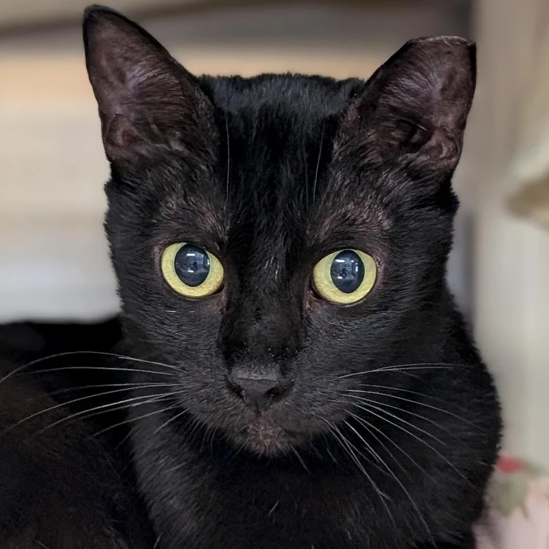 An adult medium-sized female Black Domestic Short Hair cat named Beanie for adoption in Jefferson, WI