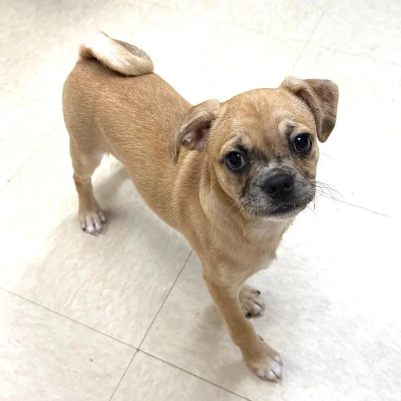 A baby small-sized male Brown / Chocolate Pug dog named Taco for adoption in Greensburg, PA