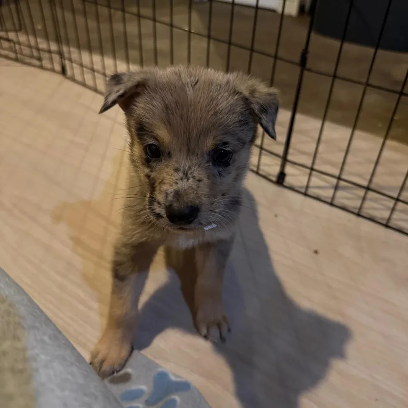 A baby small-sized male Yellow / Tan / Blond / Fawn Mixed Breed dog named Lumix for adoption in Buffalo, MN