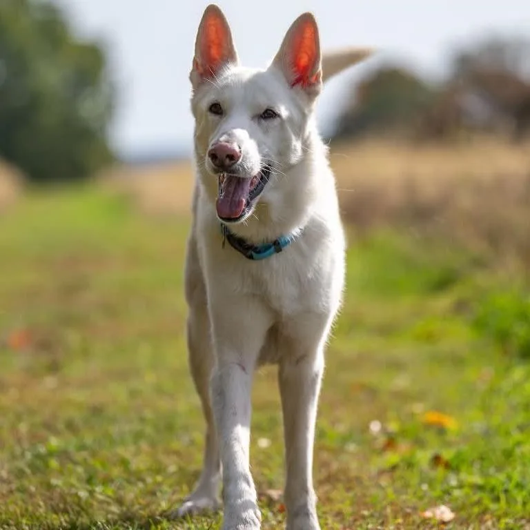 An adult medium-sized male German Shepherd Dog dog named Snoopy for adoption in New Ringgold, PA