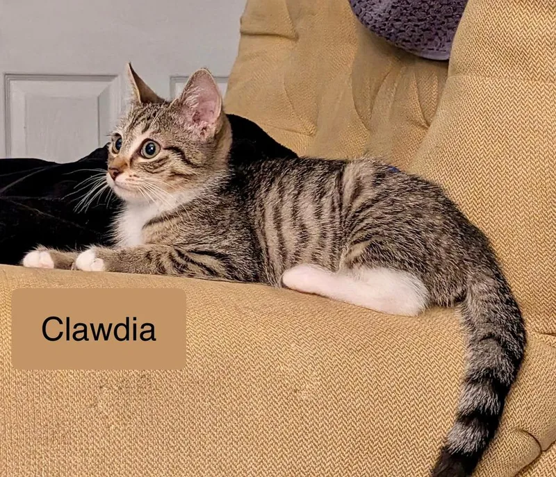 Clawdia thumbnail 3