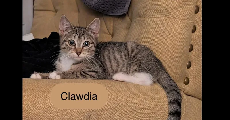 Clawdia thumbnail 4