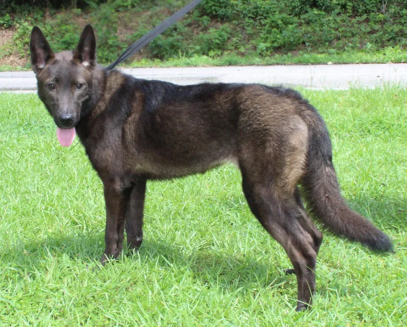 A young medium-sized female Shepherd dog named Shepie for adoption in Prattville, AL