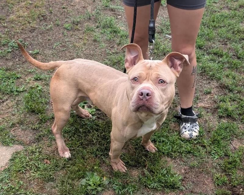 An adult large-sized male Pit Bull Terrier dog named Coco for adoption in Vineland, NJ