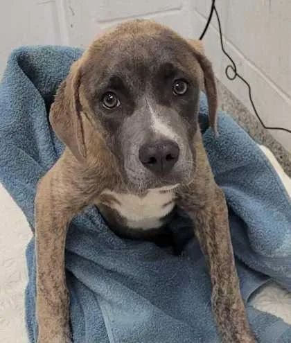 A baby medium-sized male Gray / Blue / Silver Mixed Breed dog named Crowley for adoption in Kansas City, MO