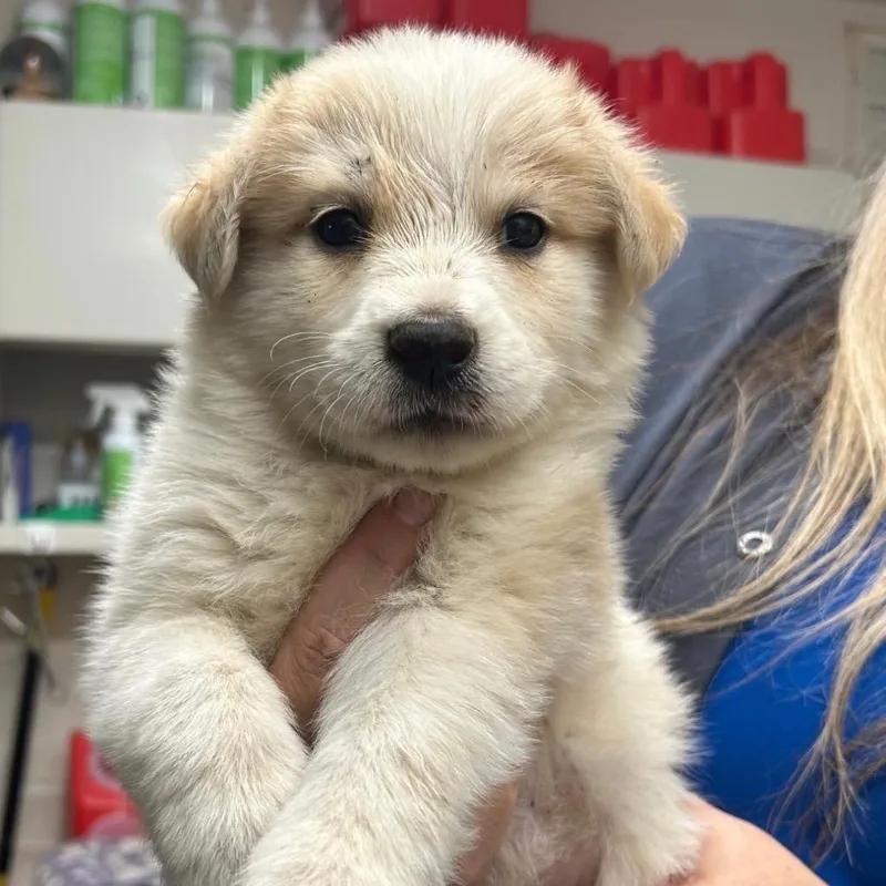 A baby medium-sized male White / Cream Mixed Breed dog named Apple for adoption in Huntsville, AL