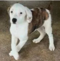 A baby medium-sized male Mixed Breed dog named Silas for adoption in West Chester, PA