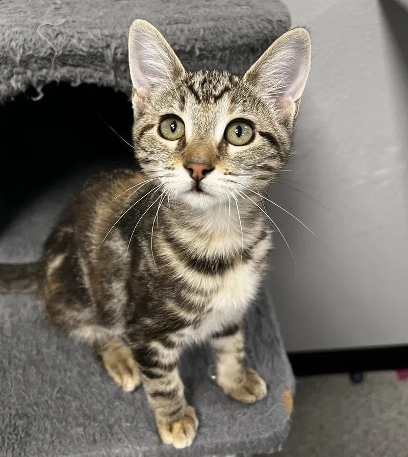 A baby small-sized female Brown / Chocolate Domestic Medium Hair cat named Minnow for adoption in Jamestown, CA