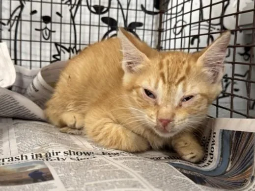 A baby small-sized male Domestic Short Hair cat named Orange for adoption in San Pedro, CA