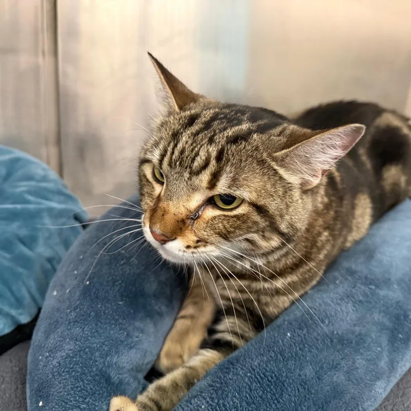 An adult large-sized female Brown / Chocolate Domestic Short Hair cat named Pua for adoption in Saint Louis, MO