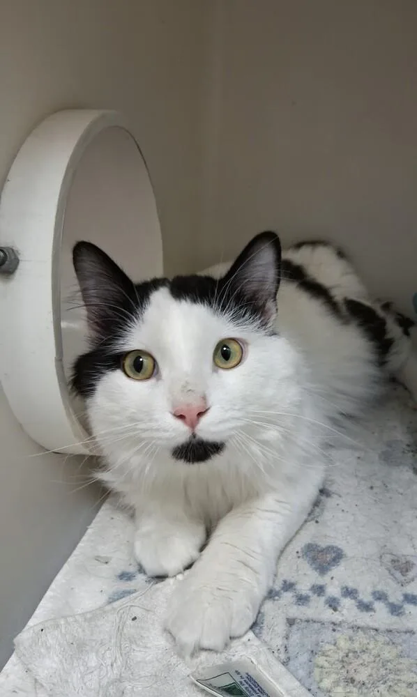 An adult medium-sized male Black & White / Tuxedo Domestic Medium Hair cat named Felix for adoption in Westfield, WI