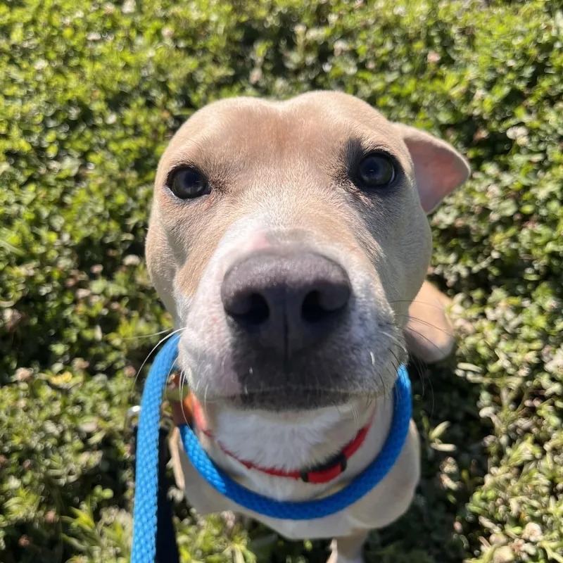 A young medium-sized female Yellow / Tan / Blond / Fawn Pit Bull Terrier dog named Gwen Stefani for adoption in Matteson, IL