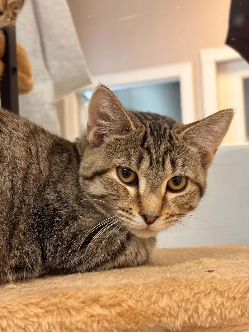 A young small-sized female Tabby (Brown / Chocolate) Domestic Short Hair cat named Sauerkraut for adoption in Paris, ME