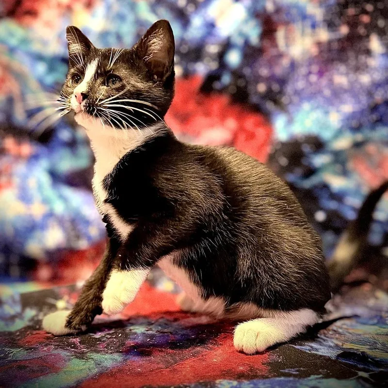 A baby small-sized male Black Domestic Short Hair cat named Orion for adoption in Centerville, TN