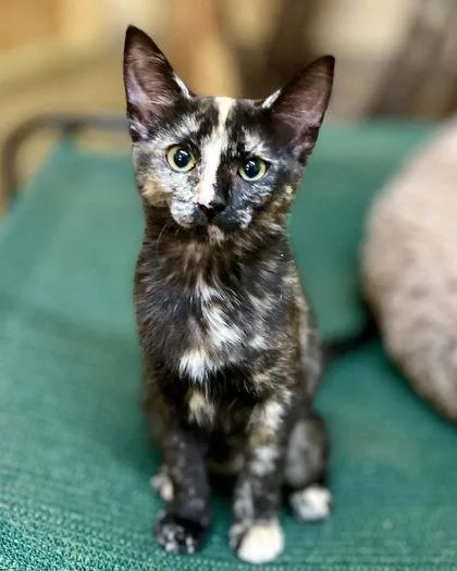 A young small-sized female Domestic Short Hair cat named Cherry for adoption in River Ridge, LA