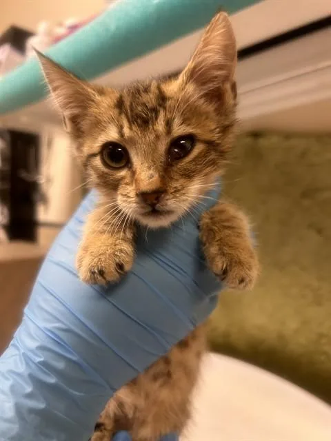 A baby small-sized female Domestic Short Hair cat named Suzie for adoption in Riverside, CA