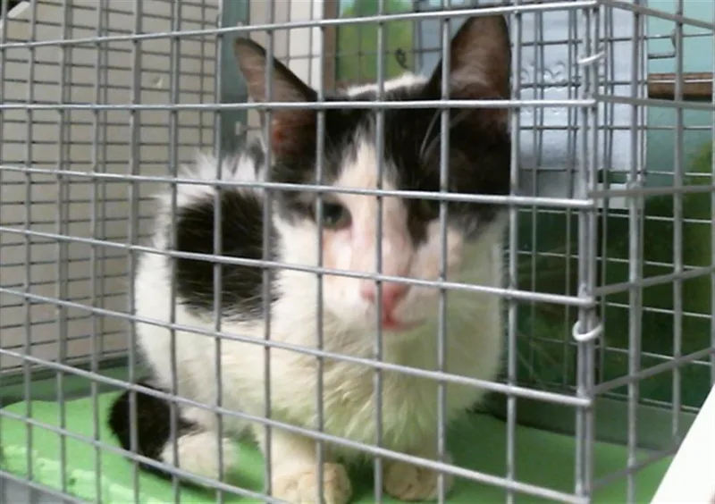 An adult medium-sized male Domestic Short Hair cat named Mannie for adoption in Houston, TX