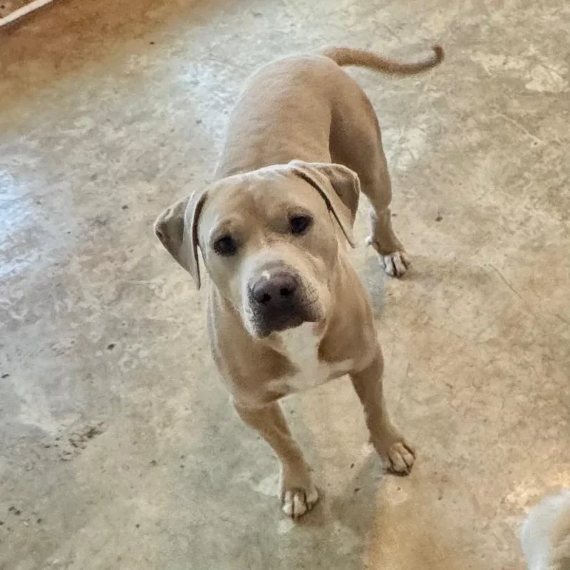 A young large-sized male American Bulldog dog named Gyro for adoption in Brownsboro, AL