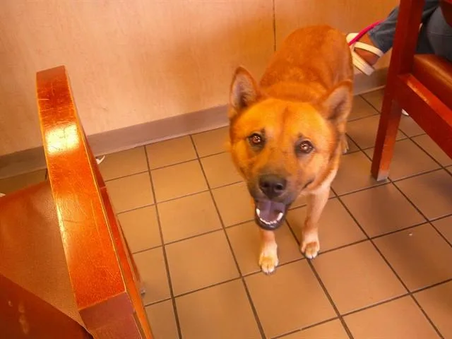 A young large-sized male Chow Chow dog named Ferb for adoption in Ocala, FL
