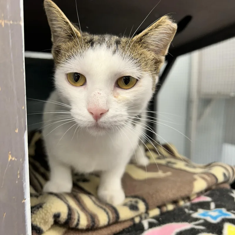 A young medium-sized female Gray & White Domestic Short Hair cat named Espurr for adoption in Grand Rapids, MI