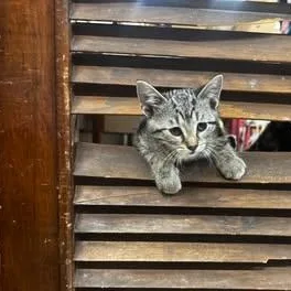 A baby medium-sized female Tabby (Brown / Chocolate) Domestic Short Hair cat named Amaran for adoption in Owatonna, MN