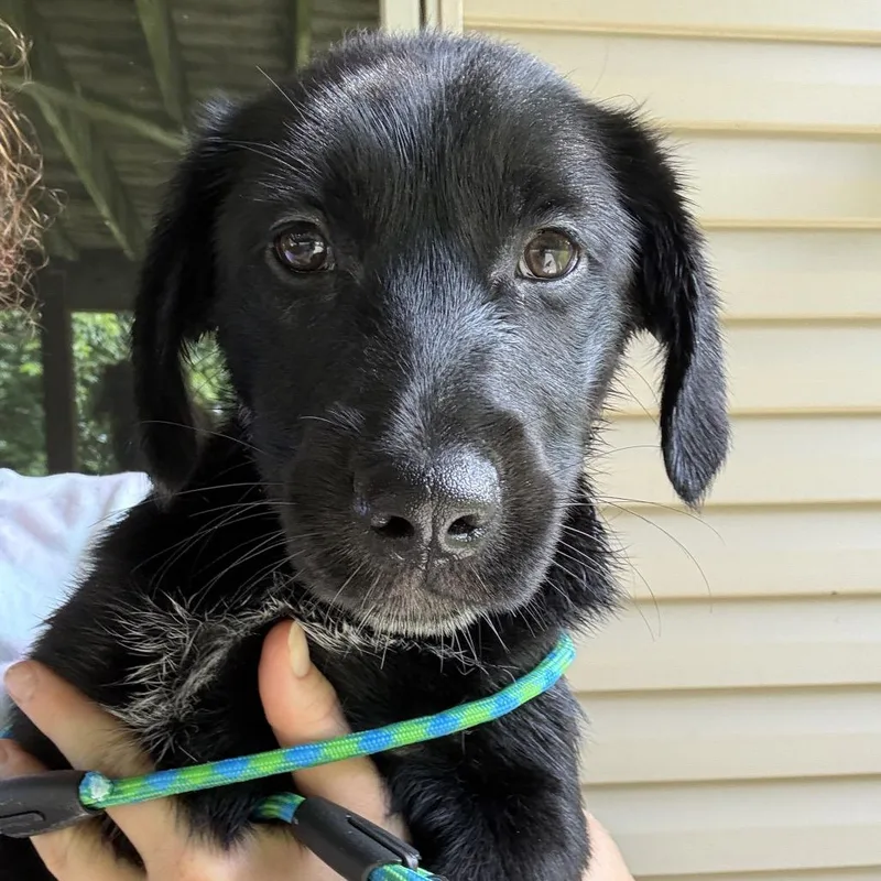 A baby small-sized female Black Golden Retriever dog named Cosmo for adoption in Rochester, MN