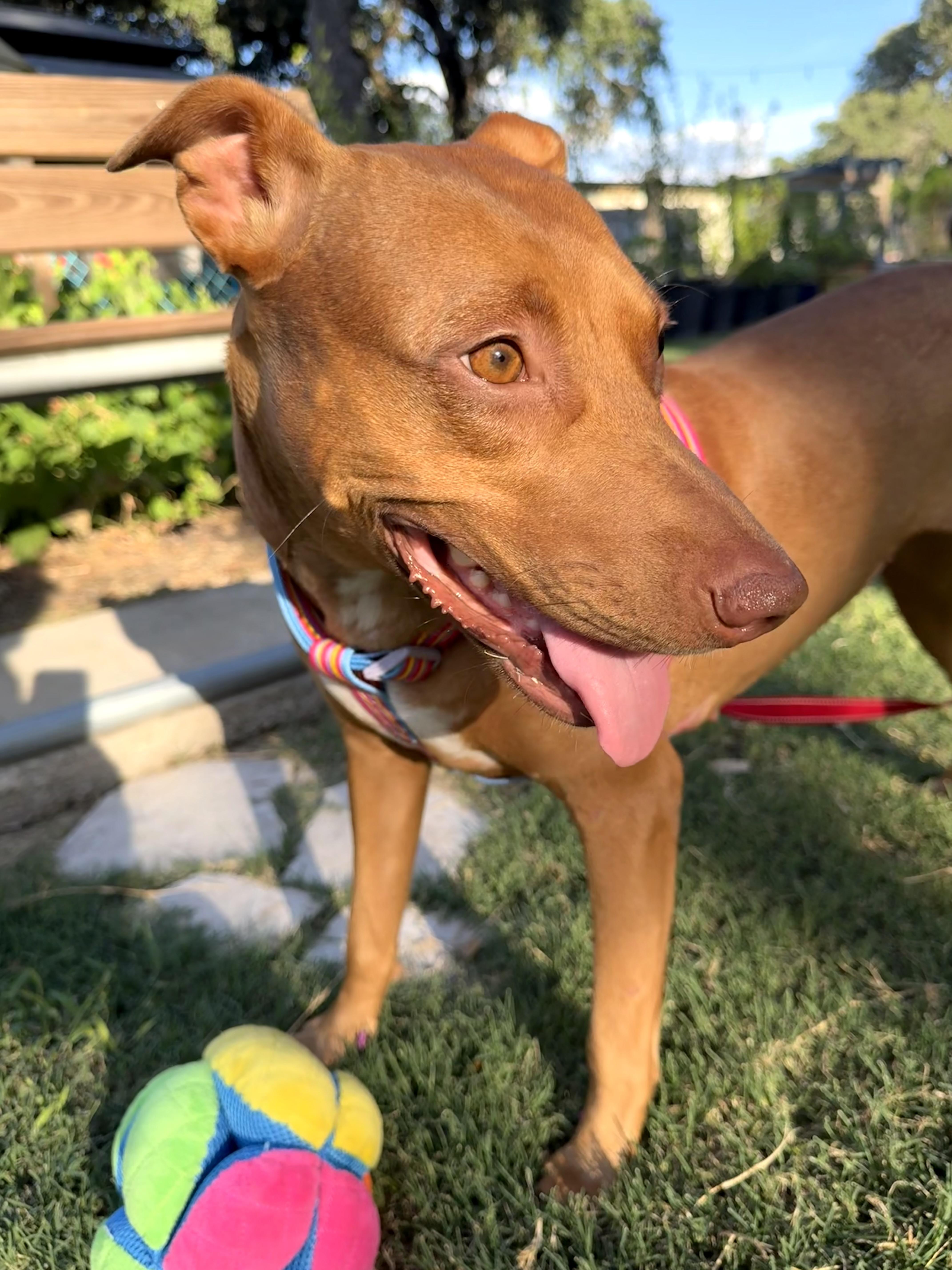 Coralie the Vizsla X